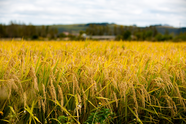 1539917224132_073_副本.jpg 1539917224132_073_副本.jpg